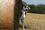 DOGUE ALLEMAND 288